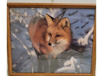 Fox Nature Framed Print