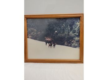 Framed Moose / Bear Old Photograph