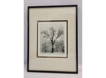 Framed Black / White Snow Tree Artwork