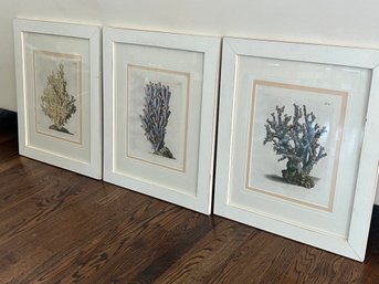 Set Of Three Coral Prints In Wood Frames