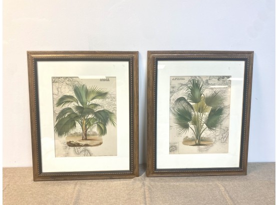 India & Africa Palm Tree Prints
