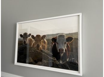 Large Framed Cow Photograph