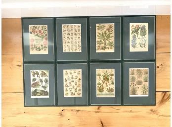 Set Of 8 Botanical Prints