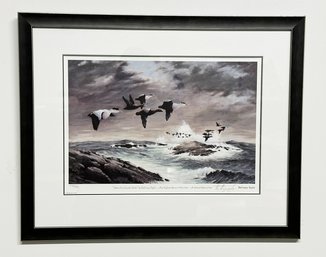 DeCourcy Taylor Limited Edition Bird Print 'Eiders Over Coastal Rocks' - Signed / Numbered