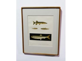 Framed Scandinavian Fish Print (Pieces Scandinaviae - A History Of Scandinavian Fishes)