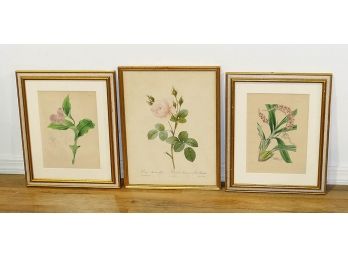 Three Framed Flower Prints