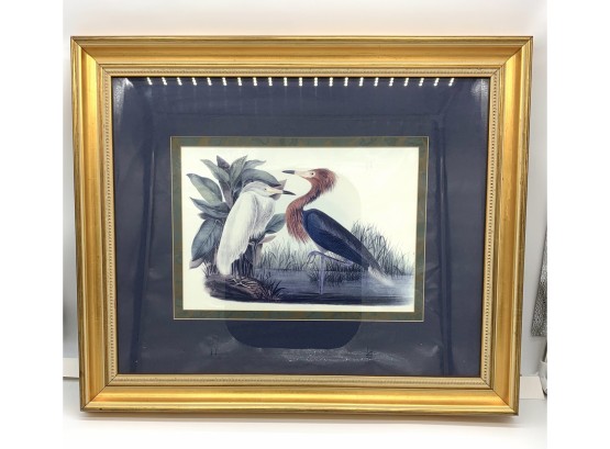 1990s Purple Heron Or Reddish Egret Framed Print By Audubon