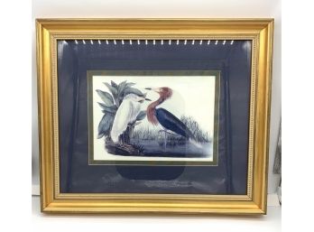 1990s Purple Heron Or Reddish Egret Framed Print By Audubon