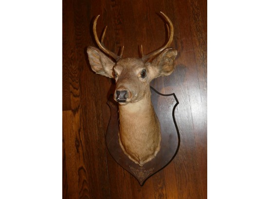 Vintage Taxidermy - Mounted Stag Head