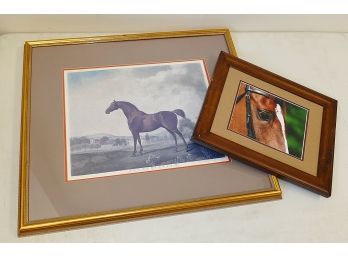 Sweet William English Print And Horse Photo