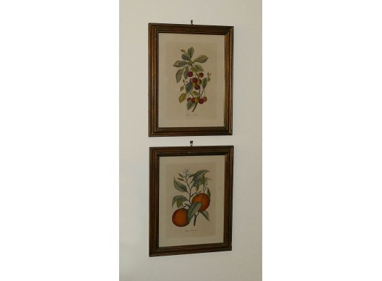 Pair Of Vintage Framed Floral Prints