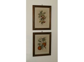 Pair Of Vintage Framed Floral Prints