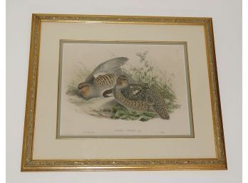 19th C. John Gould Lithograph Print - The Partridge From The Birds Of Great Britain