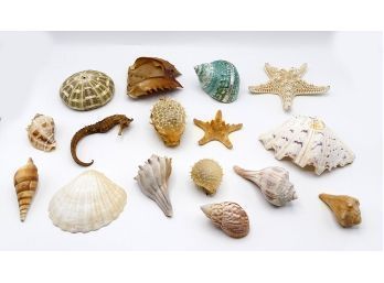 Lot Of Large Shells, Starfish, Sea Horse, Blowfish, Wtc