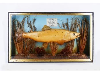 Antique 1889 Trout Taxidermy