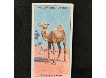1924 WILLS'S CIGARETTES DO YOU KNOW - WHY THE CAMEL HAS A HUMP?