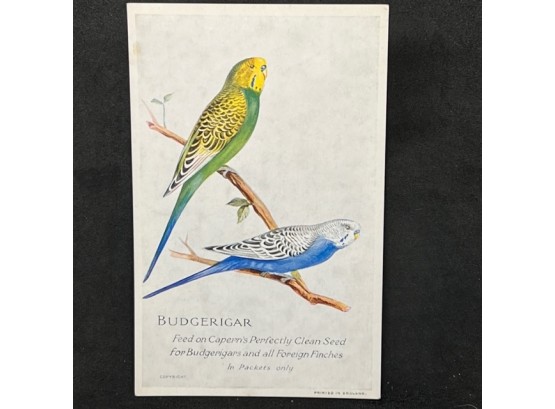 1920s CAPERN'S BLANK BACK BUDGERIGAR FINCHES