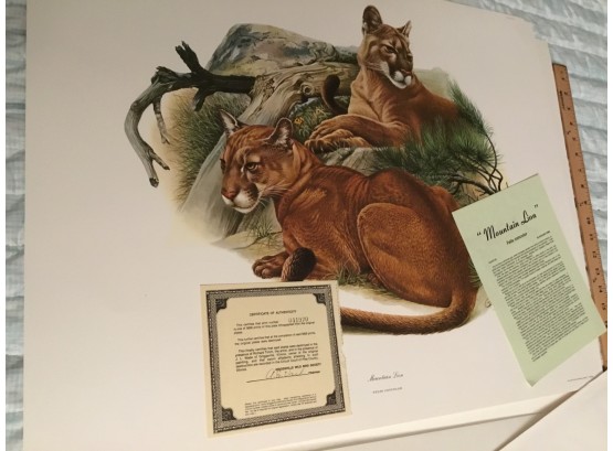 Mountain Lion By Richard Timm Print Lithograph With COA