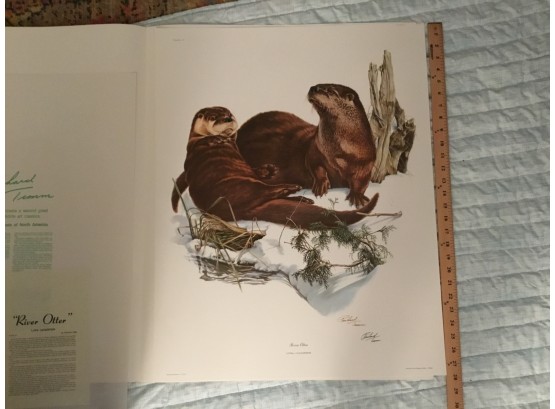 River Otter By Richard Timm Print Lithograph With COA