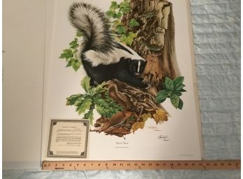 Striped Skunk Plate IV By Richard Tim Print Lithograph Woth COA