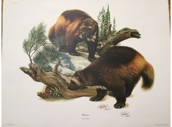 Richard Timm Lithograph North American Mammals Collection Wolverine Plate 14 Large Art Print