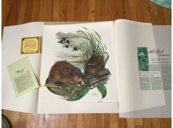 Richard Timm Lithograph Art Print The Mammals Of North America Muskrat