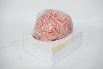 Human Brain Anatomy Figure