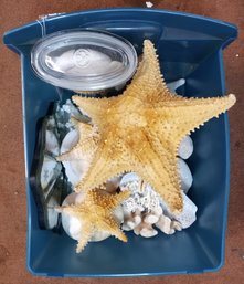 Tote Of Sea Shells, Coral And Display Mirror