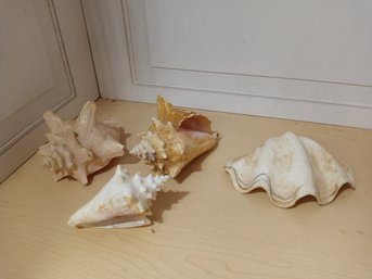 4 Large Sea Shells