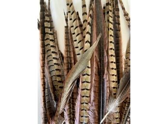Rare And Sought After Lot Of Pheasant Feathers