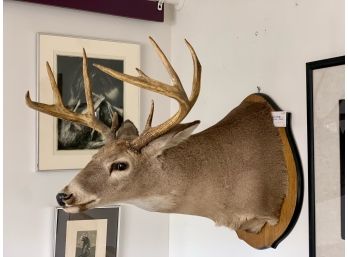 Large Whitetail Deer Head Mounted Taxidermy