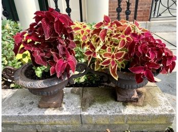 Coveted Pair Of Vintage Matching Cast Iron Urns With Inticate Design Throughout