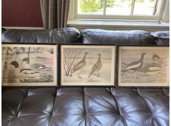 Trio Of Antique Etchings Of Feathered Friends By Rex Brasher