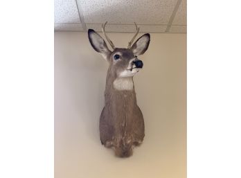 Life-Size Mounted Deer Head Taxidermy Ready To Hang - DELIVERY AVAILABLE