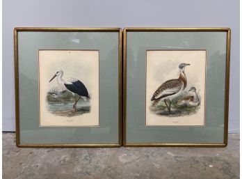 VICTORIAN C. 1871 Lithograph England White Stork And Great Bustard