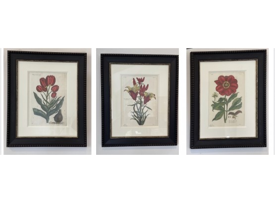 Safavieh Botanical Prints  - Set Of 3