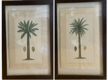 Palm Trees Prints In Floating Frames