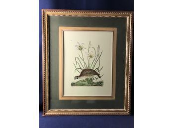 Buyenlarge Framed Graphic Art Of Partridge Or American Coq By Catesby