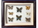 Mounted Butterflies In A Shadow Box