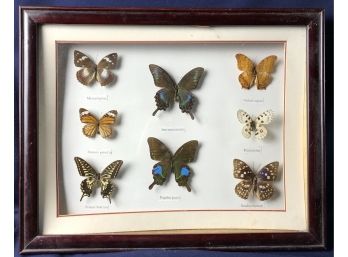 Mounted Butterflies In A Shadow Box