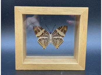 Framed Butterfly, Colubra Dirce, South America