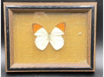 Lopidopterist Dream - Hebomoia Glaucippe #46 Ceylon, Framed Butterfly