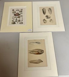 Matted Vintage Shell Prints
