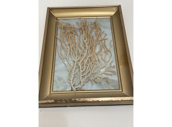 Small Framed Coral - Will Ship!