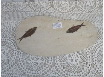 Fossil Fish Plate 50 Million Years Old Mounted On Board For Wall Hanging