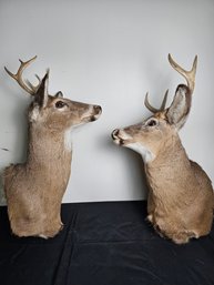 Pair Of Deer Mounts