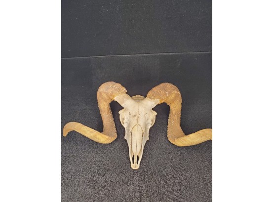 Beautiful Rams Skull