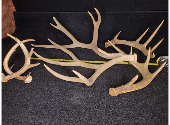 Lot Of Antlers