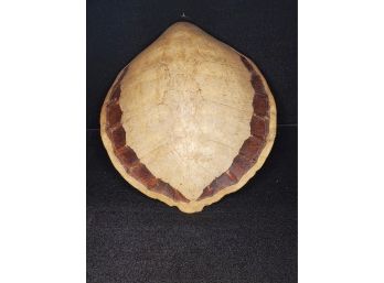 Large Tortoise Shell Wall Decoration