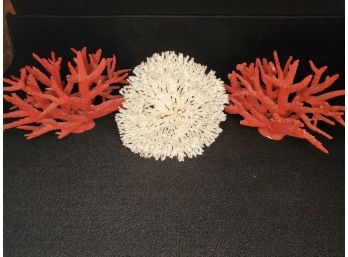 Three Pieces Of Red And White Coral